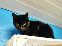 Piękna czarna kotka Rózia czeka na dom
