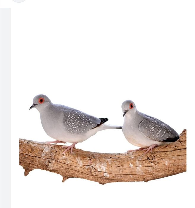 Rolinhas de diamante novas prontas a mudar