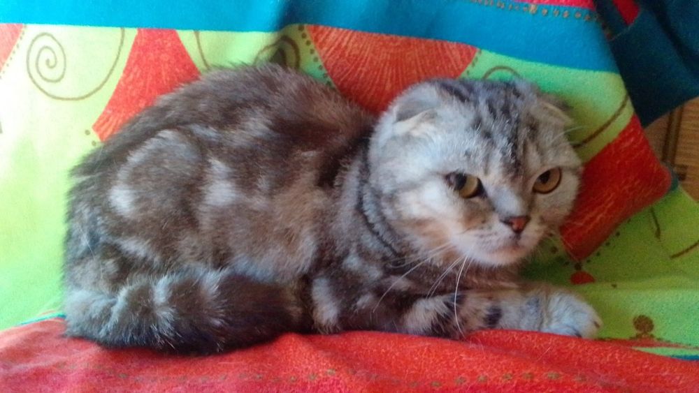 Котёнок шотландец британец