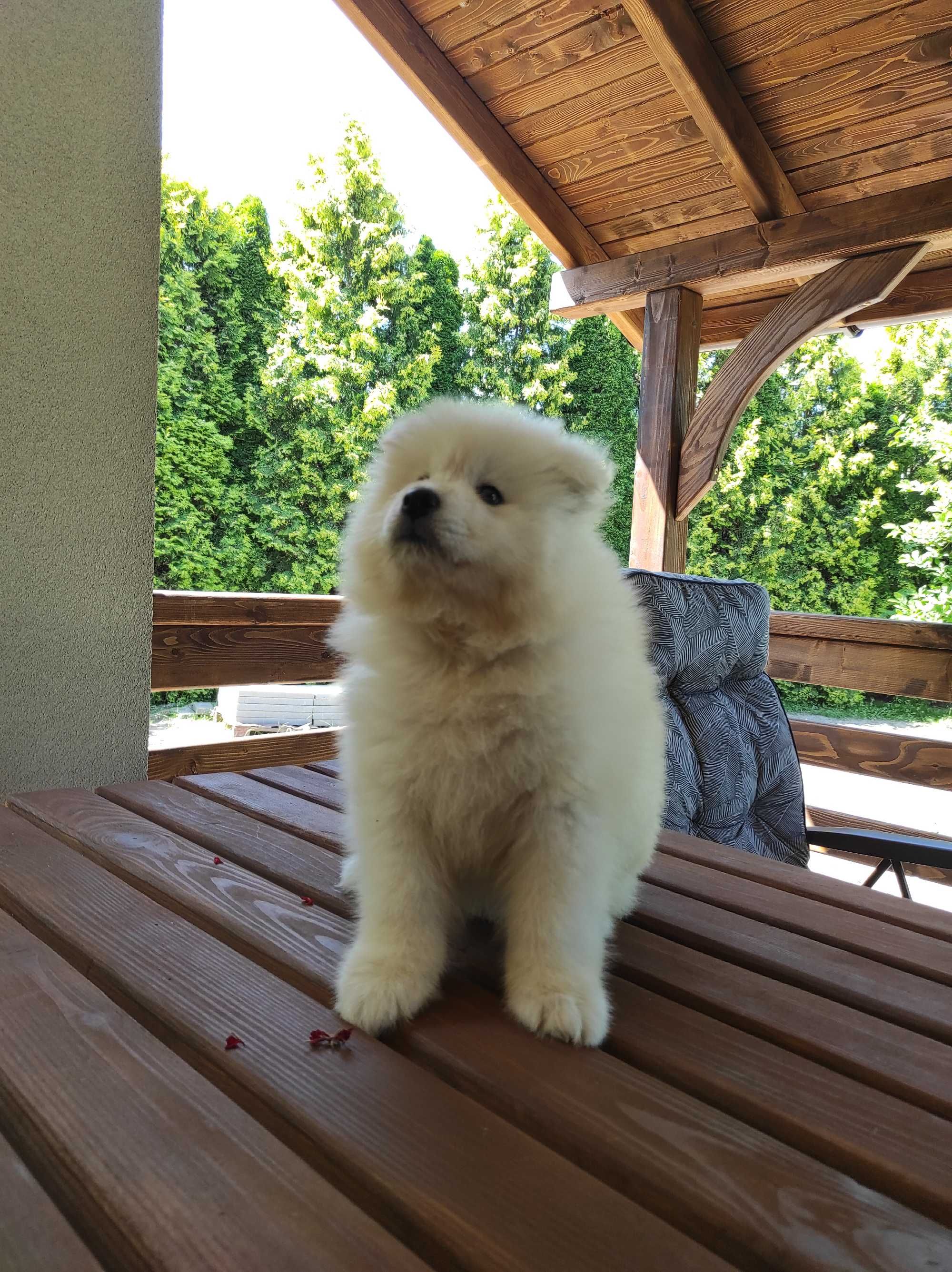 S A M O J E D, Samoyed