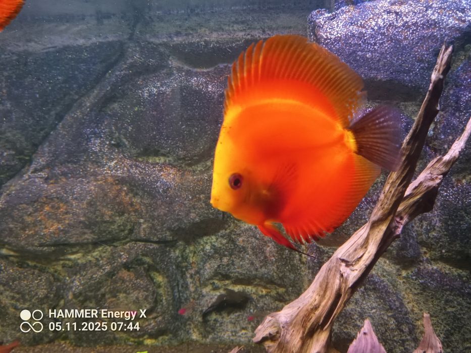 Paletki dorosłe Red Melon