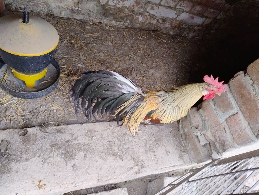 Kogut feniksa sprzedam