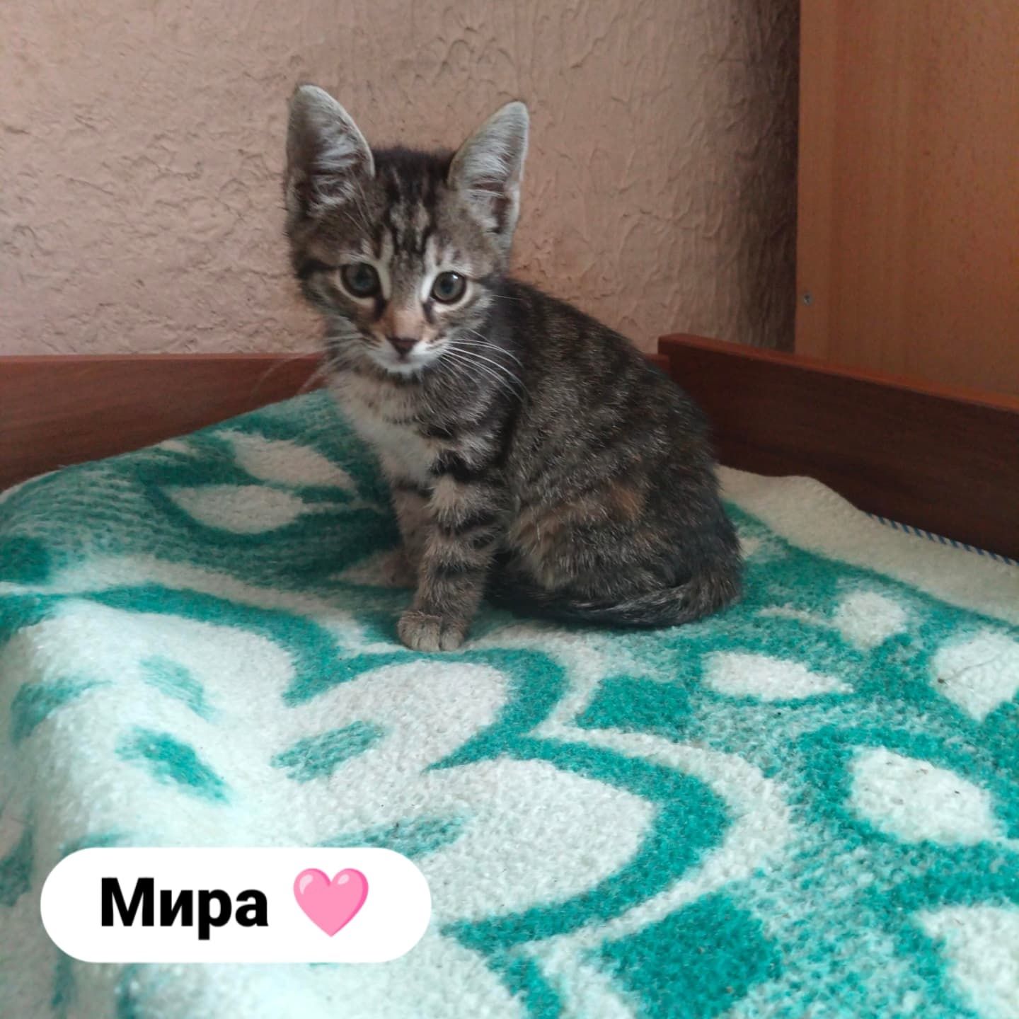 Котята ищут дом и любящую семью