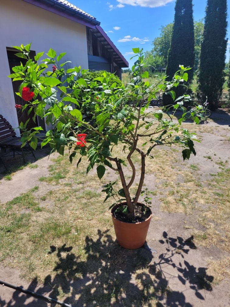 Hibiskus czerwony dubeltowy