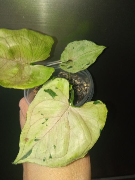 Сингоніум Сірий Привід