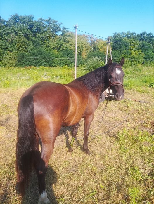 Кобила То979358573