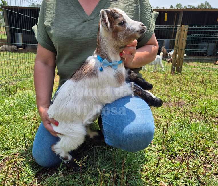 Cabras Micro Anãs e Anãs - Únicas e Especiais