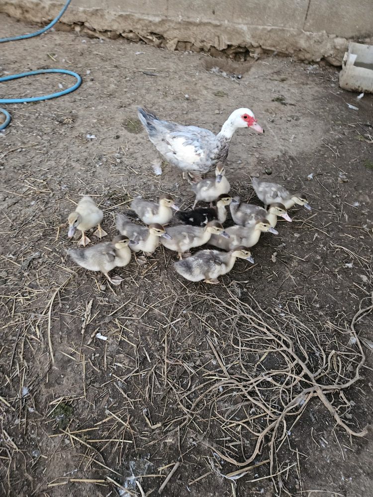 Vendo patos de varias idades