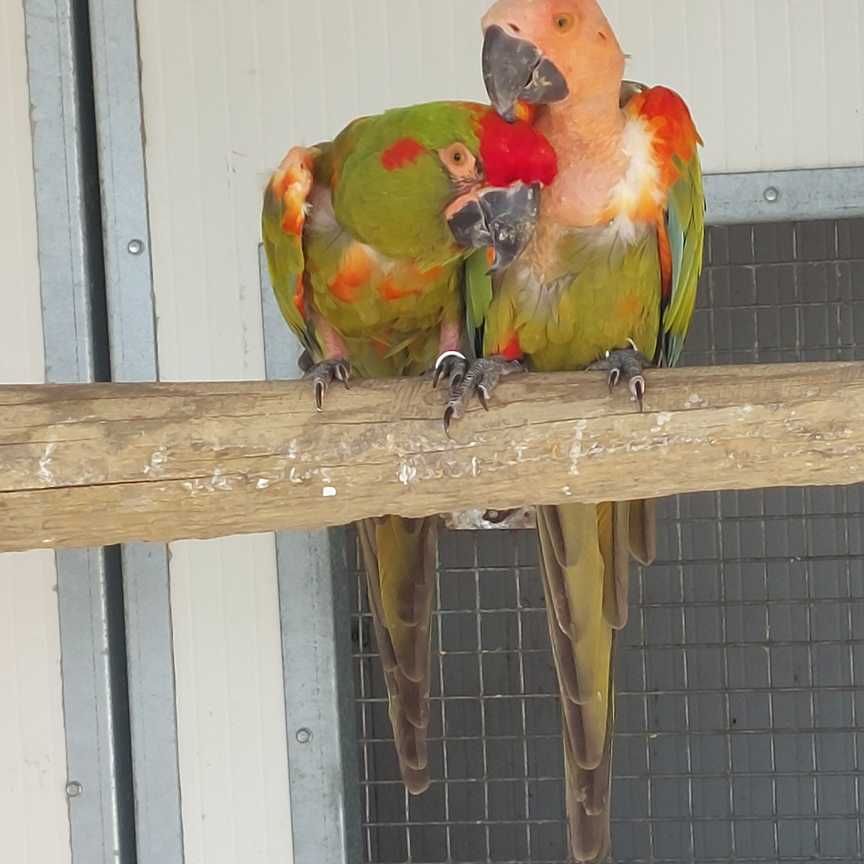 Casal de Araras Rubrogenys