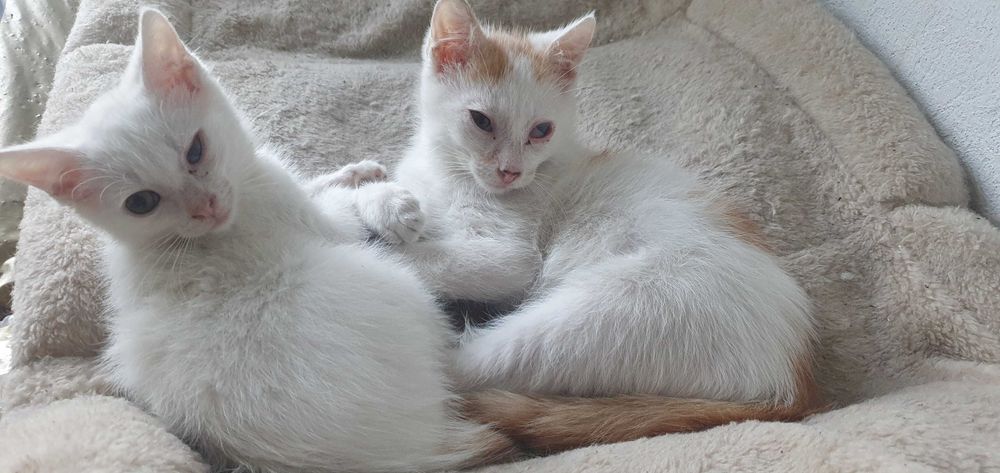 Kotki białe do adopcji