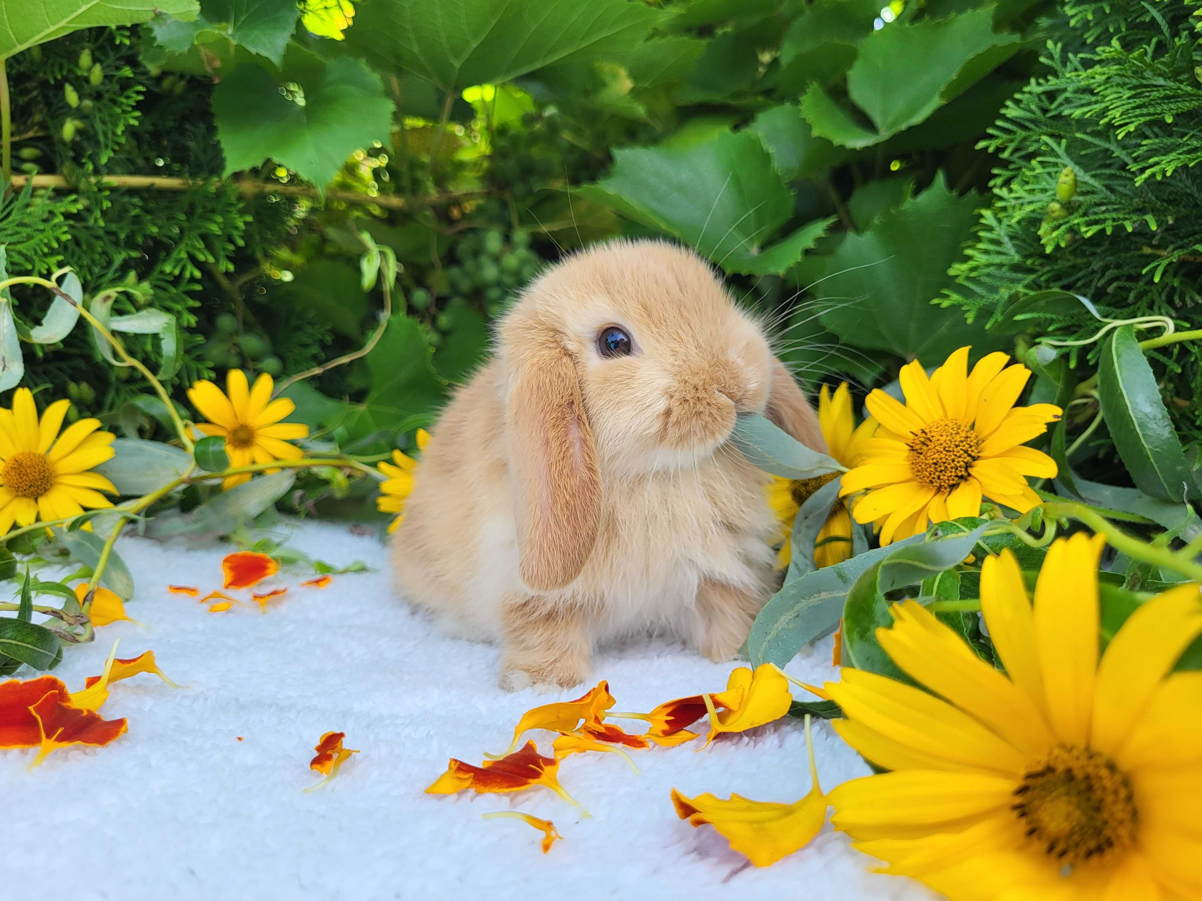 Króliczki Mini Lop. Piękne króliczki domowe, miniaturka, karzełek.