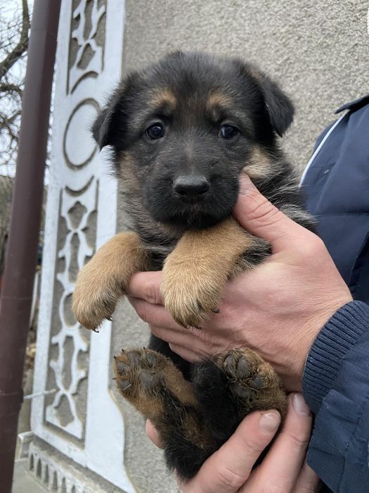 Продаються цуценята німецької вівчарки.