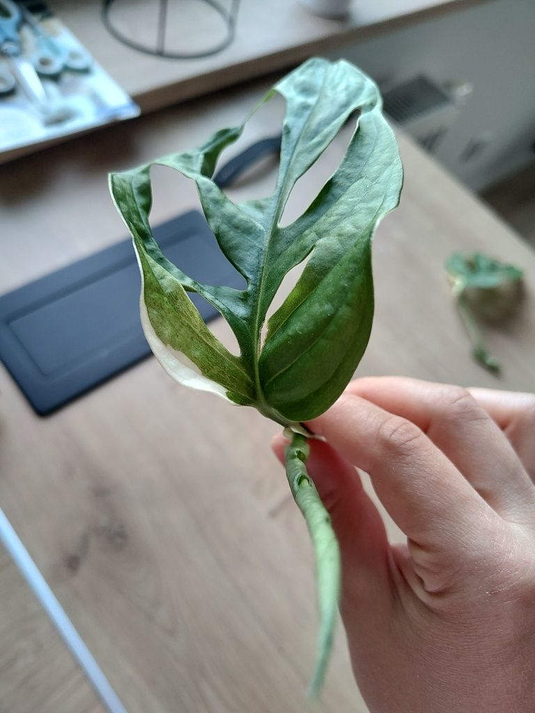 Monstera adansonii variegata