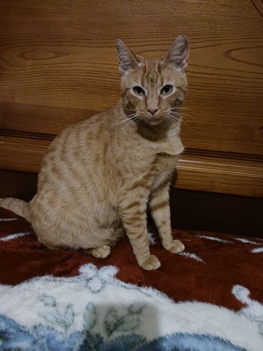 Amy- gata adulta ( com cerca de 2 anos) para adoção responsável.