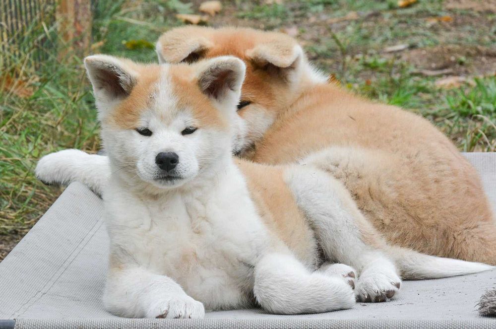 Akita japońska-akita inu suczka rodowód FCI/ZKwP