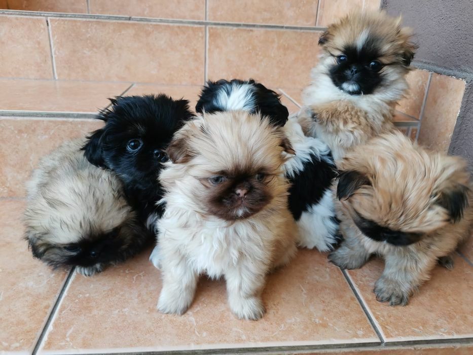 Pekińczyk Szczeniak Mały Puchaty