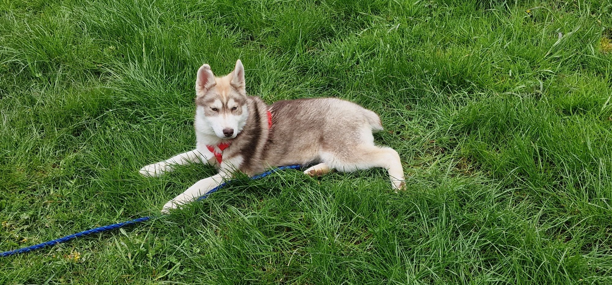 Siberian Husky! Zapraszamy :)