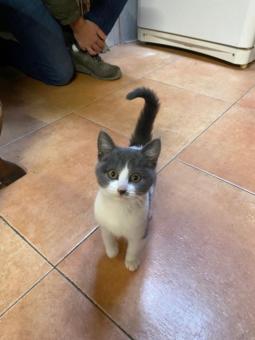 Gatinha para adoção responsavel