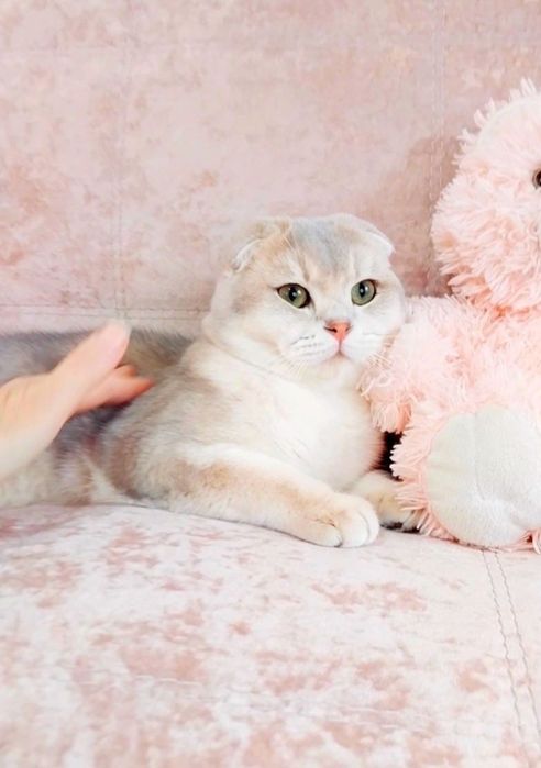 Золотий блакитний шиншила хлопчик