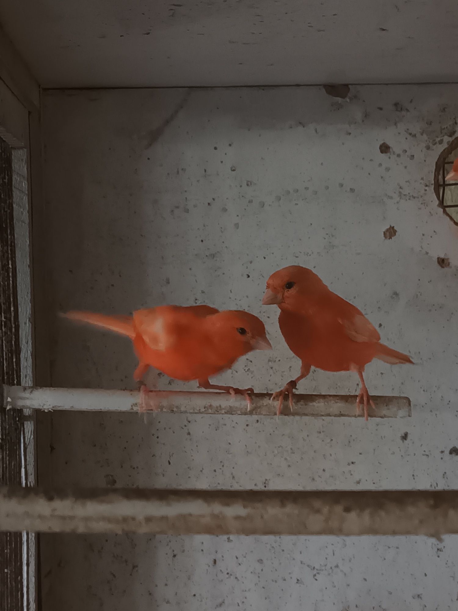 Kakarikis caturras canários periquito