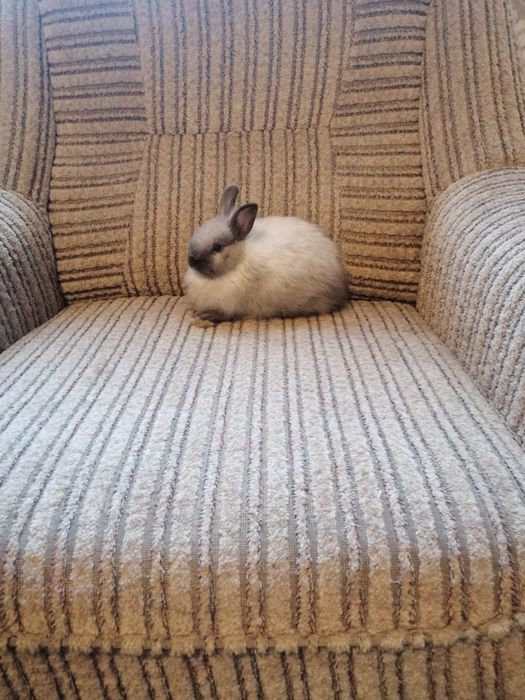 Króliczki karzełki króliki miniaturki