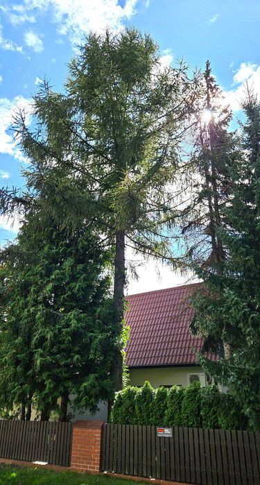 dorodny modrzew całe drzewo