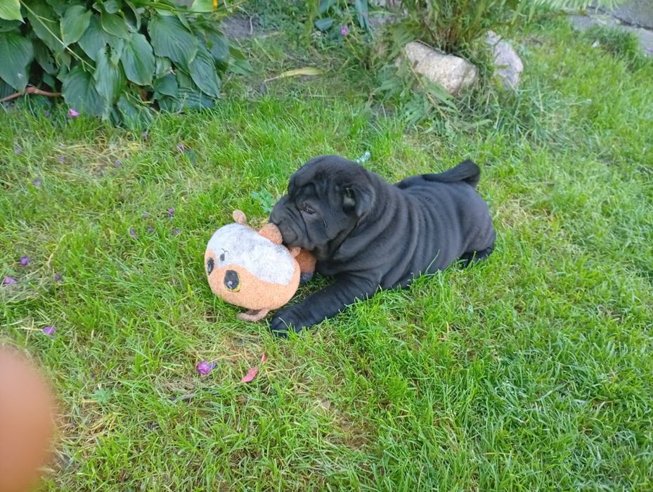 Piękny Szczeniak Shar Pei