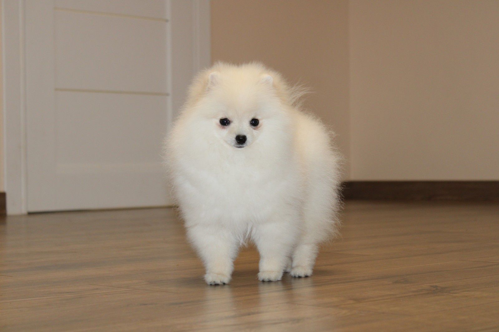 POMERANIAN FEMALE FCI/КСУ! Baby face, cream colour! Померанський шпіц!