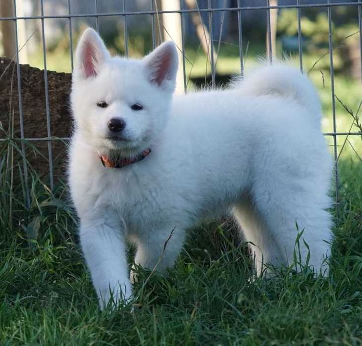 Akita japońska, biała suczka , ZKwP / FCI
