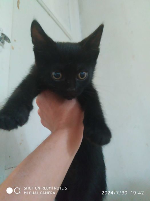 Чорні пантери в добрі руки!