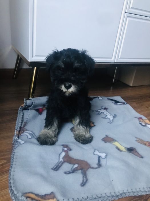 Sznaucer Miniaturowy