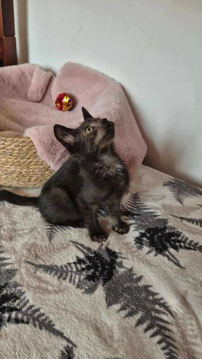 Robaczek - czarny kocurek do adopcji