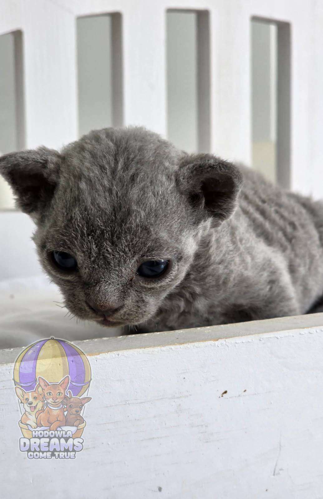 Devon Rex *"Kotka Niebieska**Do Rezerwacji