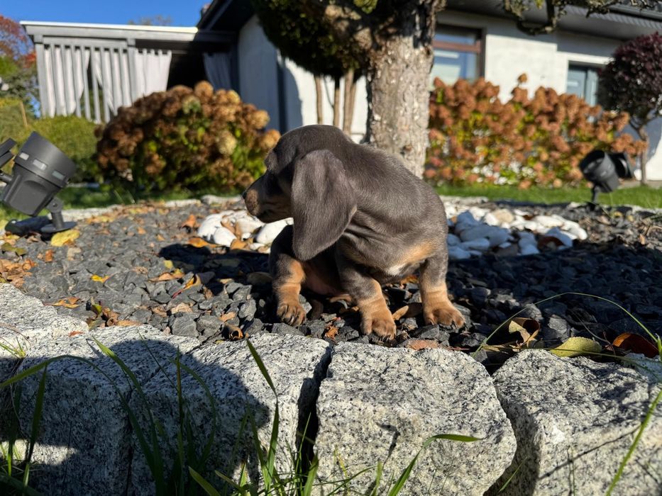 jamnik miniaturowy suczka blue