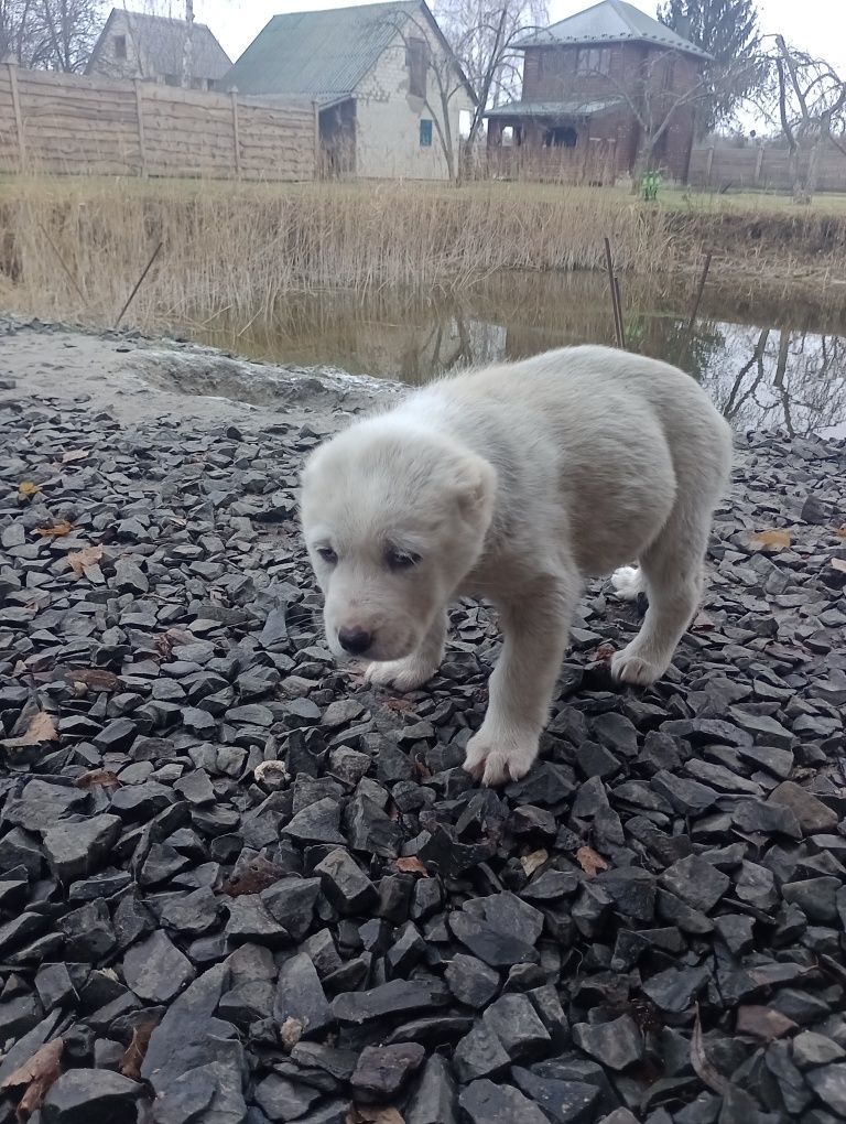 Цуценята алабай продам