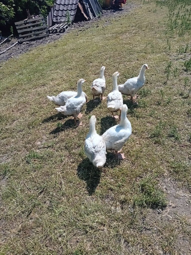 Gęsi młode białe