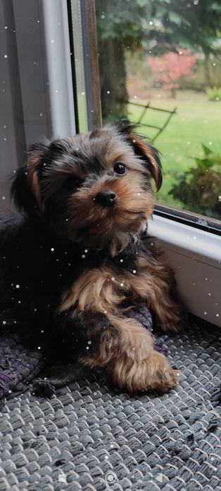 Yorkshire Terrier