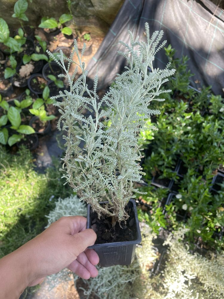 Santolina chamaecyparissus