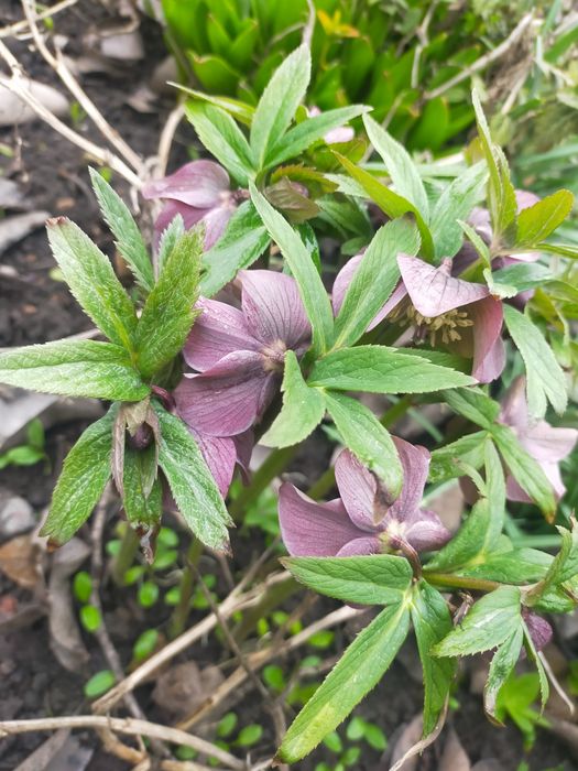 Продам Морозник.