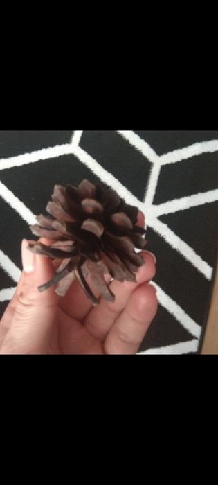 Szyszki sosnowe 100 sztuk