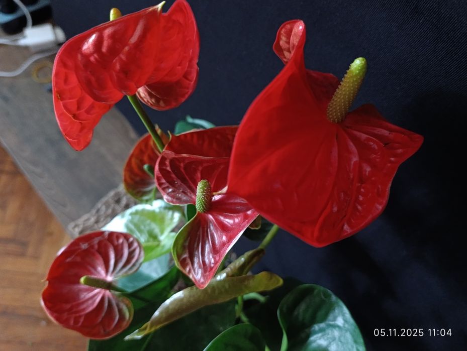 Антуріум,,Madural,,