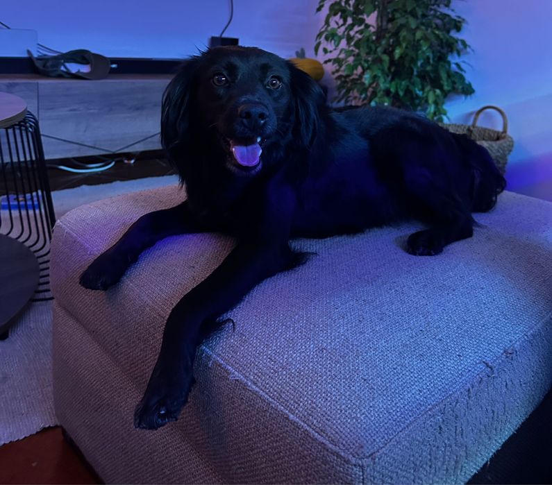 Adoção Responsável - Cadela