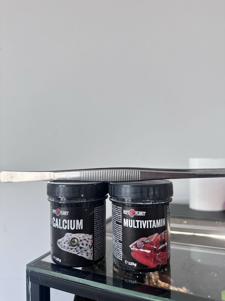 Gekon z terrarium + witaminy i pęseta