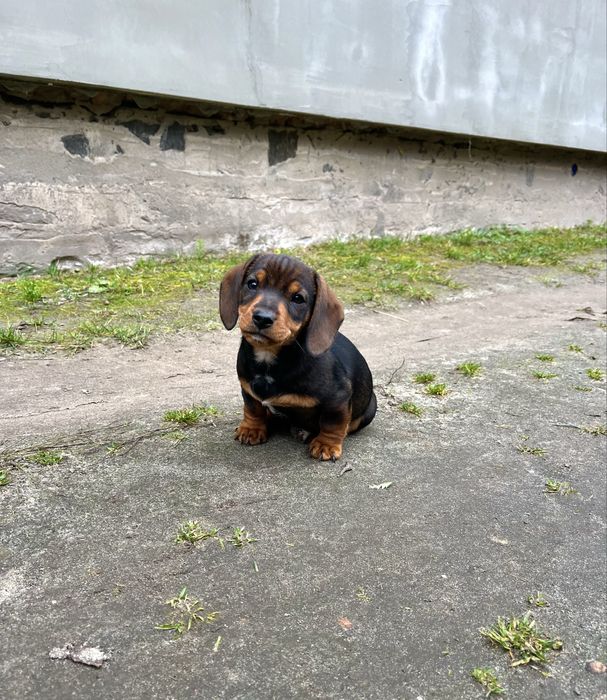 Такса , цуценя, чудовий хлопчик