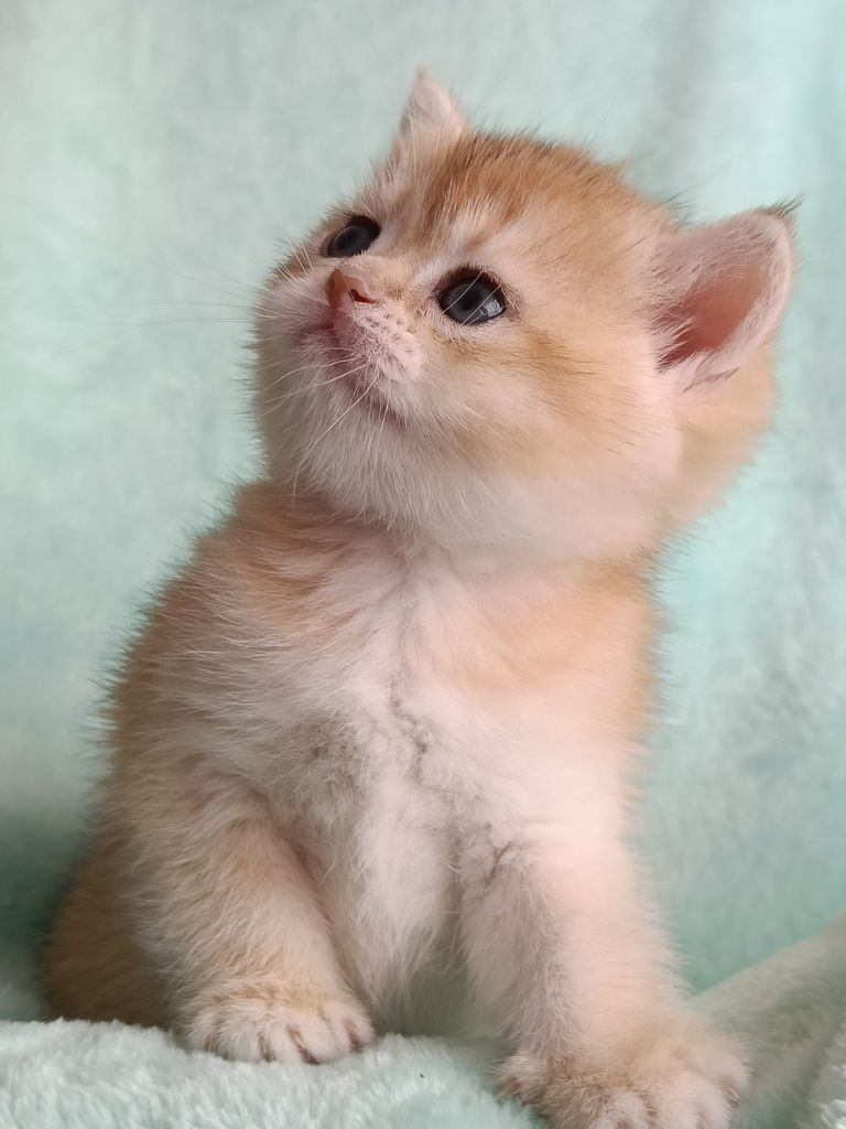 British shorthair golden chinchilla