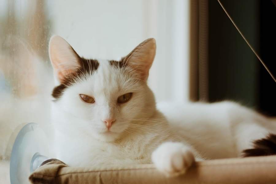 Sosenka szuka domu czarno-biała kotka do adopcji adoptuj kot