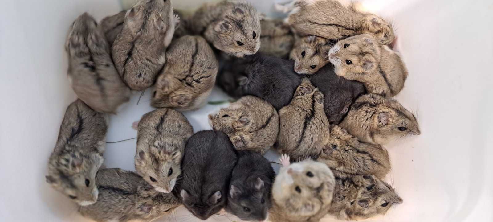 Джунгарські хом'ячки