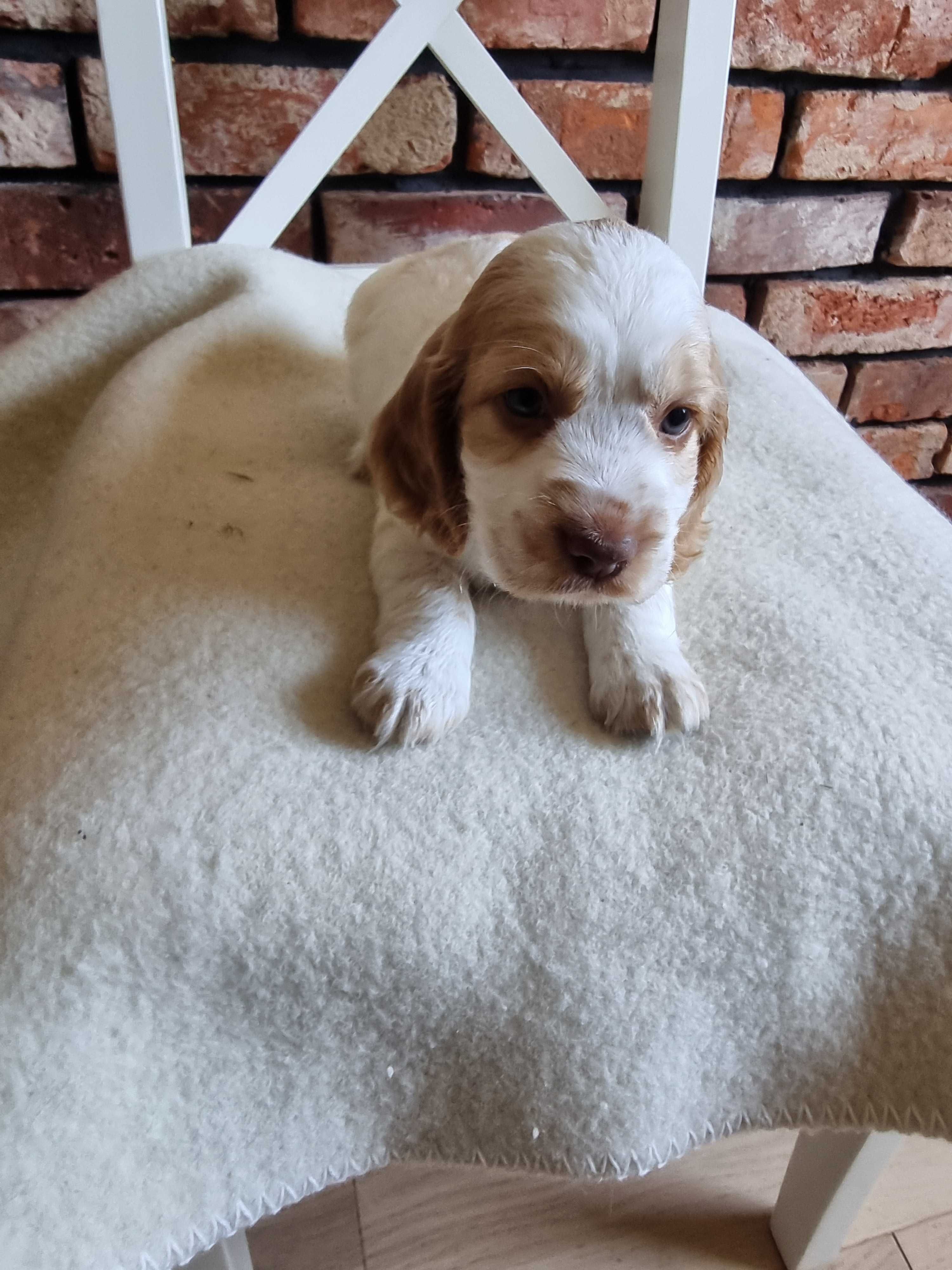 Cocker spaniel angielski śliczny szczeniaczek do odbioru