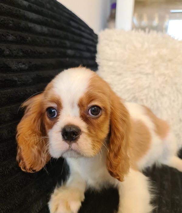 Cavalier King Charles z rodowodem czteropokoleniowym
