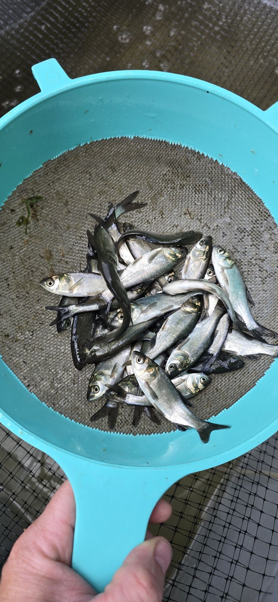 Ryby do stawu, Amur, Karp, Tołpyga, Karaś, Sum, Szczupak